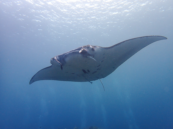 Family Dives with Manta Rays