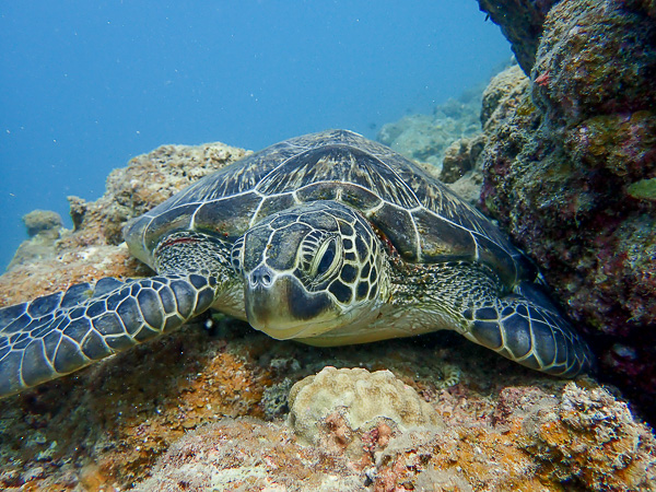 大崎の海が穏やか