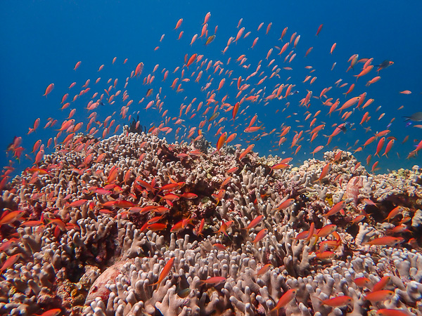 Relaxed Dives in Ishigaki