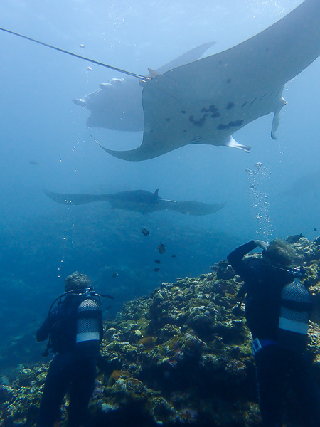 Big Gathering of Manta Rays