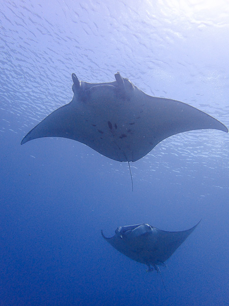 Big Encounters on Today’s Introduction Dives