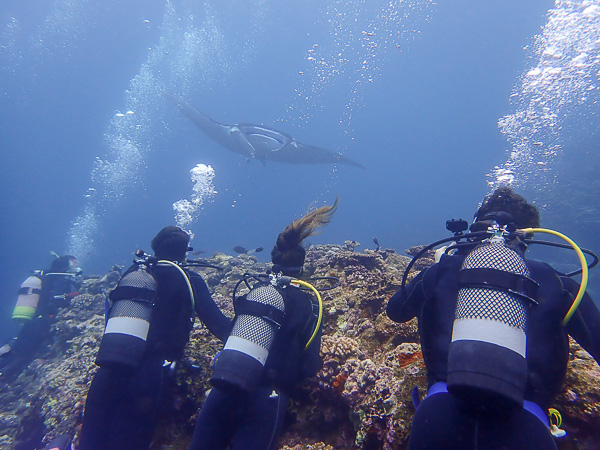 Meeting the Manta Rays