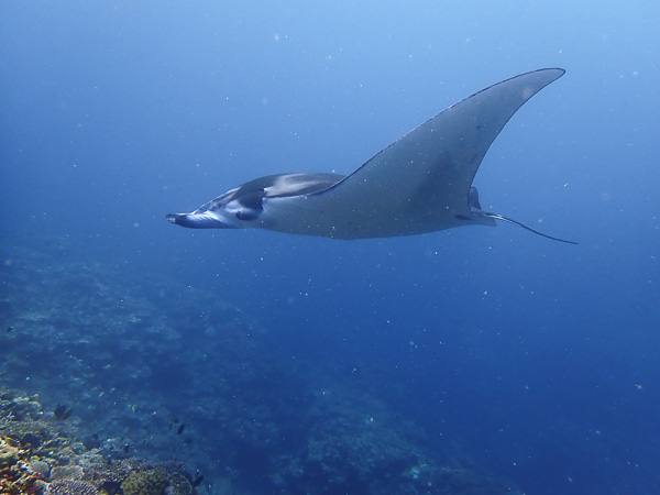 Introduction Dives in Kabira