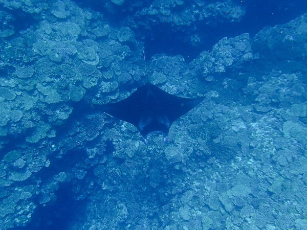 A Little Manta Ray