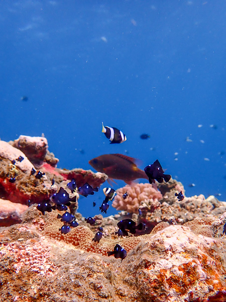 Introduction Dives with Manta Rays