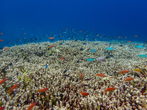 ベタ凪の海