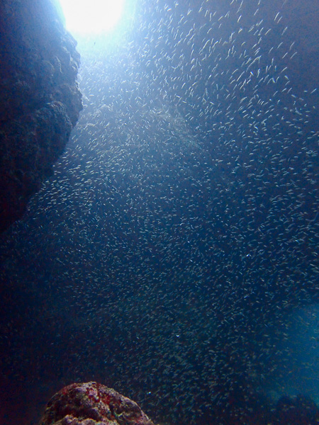 Fun Dives Before the Typhoon