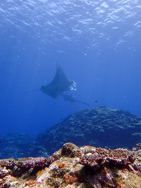 First Dives after the Typhoon – Finally Calm Seas Again