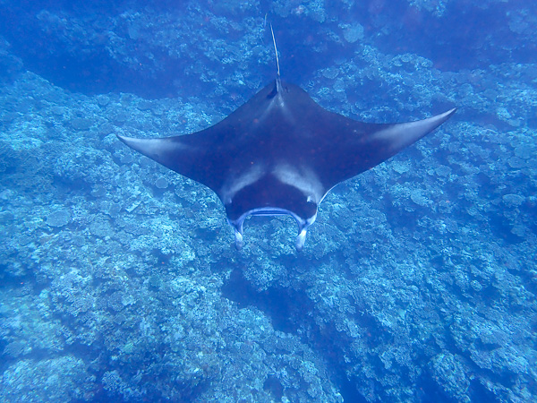 Family Snorkeling in Ishigaki