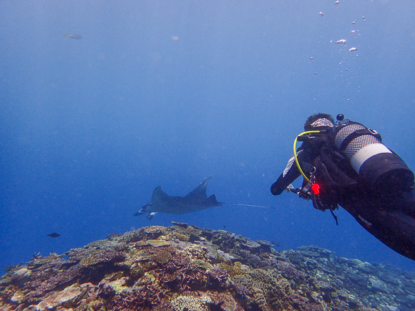 High Swell and Manta Rays