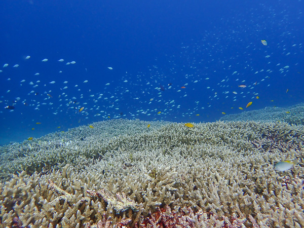 Relaxing Dives on the Coral Reefs