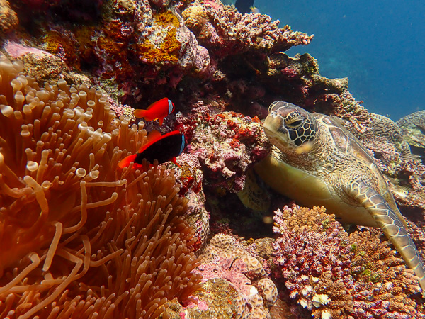 A Typical Summer Day Diving in Ishigaki