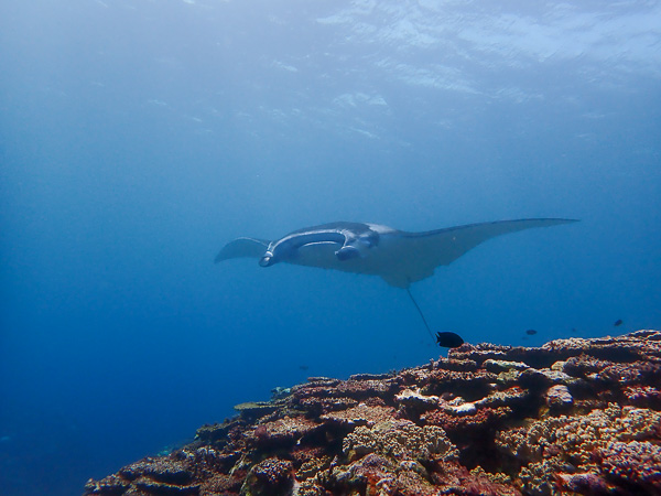 The Manta Rays are Back!