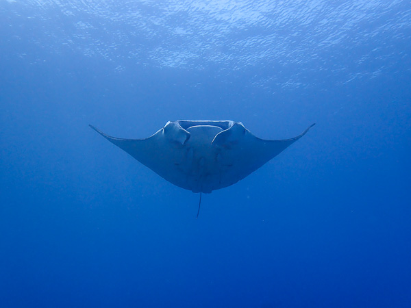 The typhoon has Passed Ishigaki. Let’s go Diving!