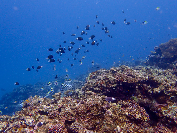 Back Underwater, First Dives in a Long Time