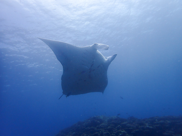 First Dives, First Manta Rays