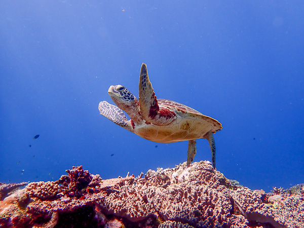 North Wind in Ishigaki but still OK for Manta