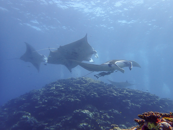 Lots of Manta Rays