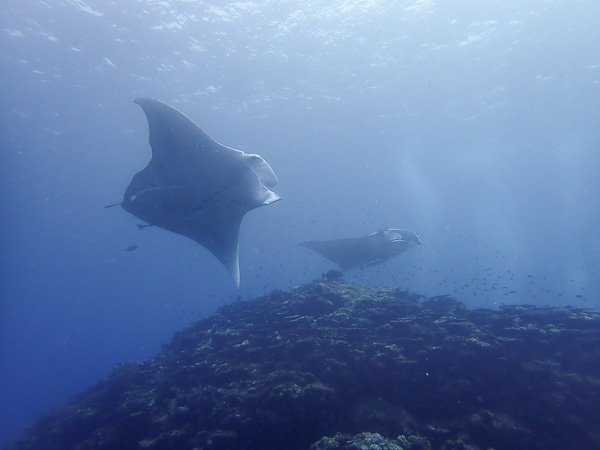 The Typhoon has Passed, Let’s Go Diving!