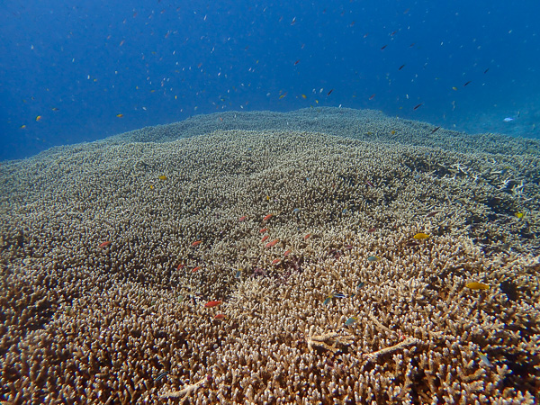 The Swell is High but Let’s Go Diving