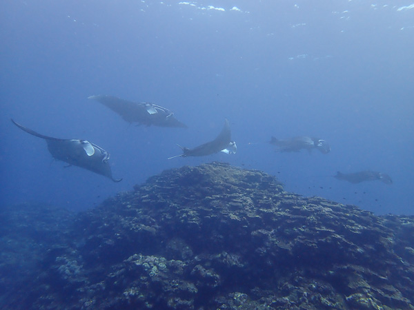 海が荒れる前にマンタに会いに