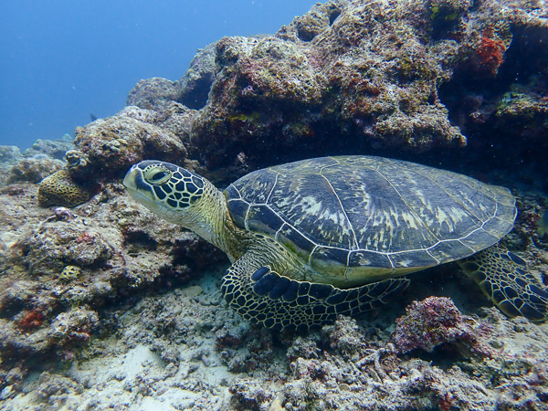 Introduction Dives with Turtles