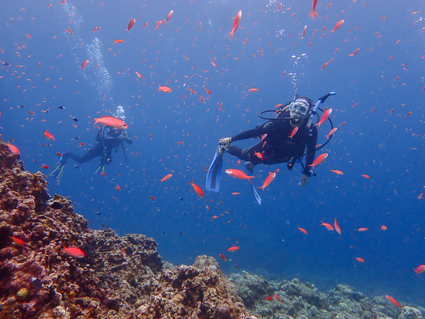 Fun Dives in Calm Osaki