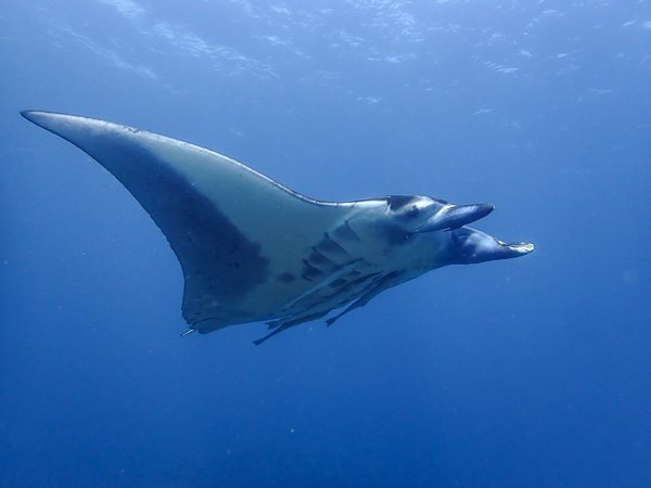 Brief Chance to See Manta Rays