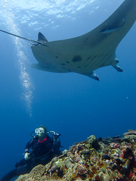 Let’s Go See the Manta Rays Before the Sea get too Rough