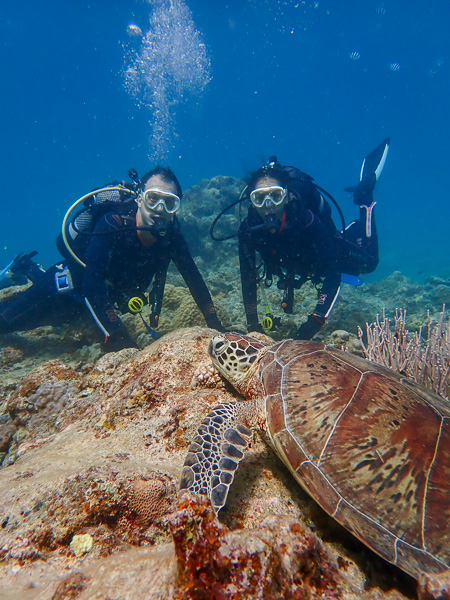 Introduction Dives with Sea Turtles