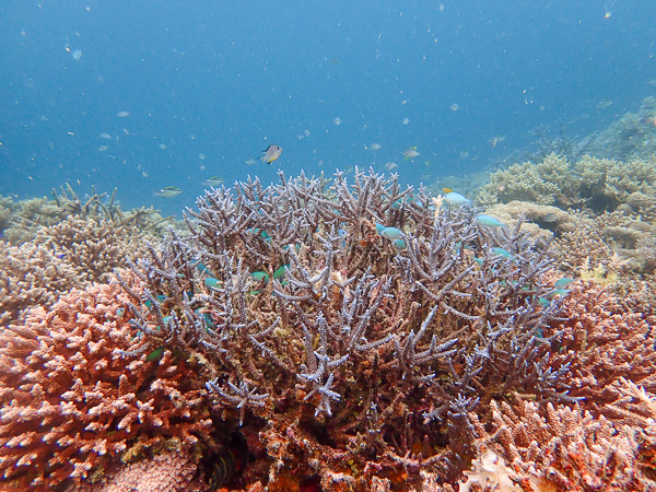 Relaxed Dives on Calm Dive Sites