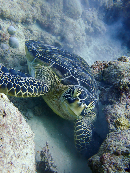 Refresh Diving in Ishigaki