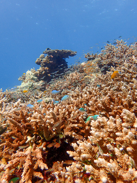 Divelog from Warm Ishigaki Island