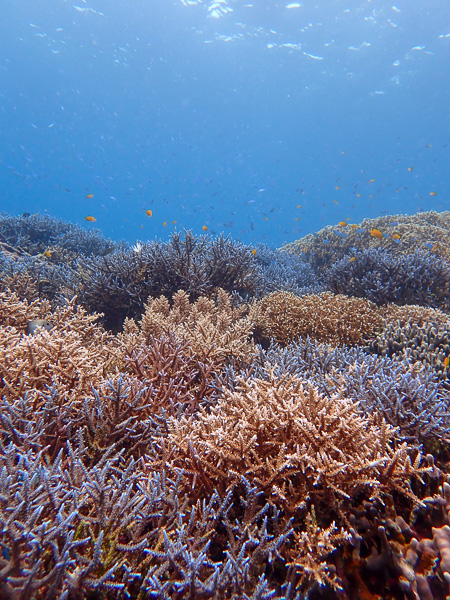 Calm Ocean Diving