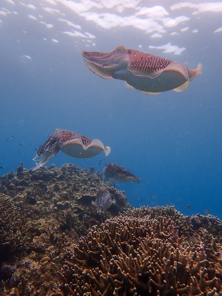 Big Meeting of Cuttlefish