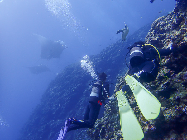 Manta Ray Courtship in Ishigaki Island