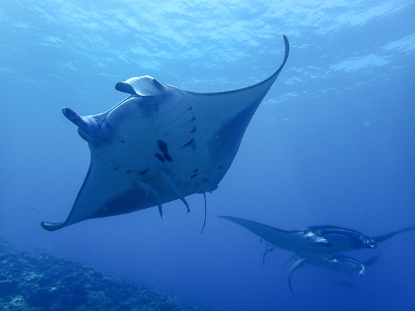 Amazing Manta Rays Today Again