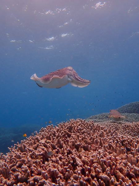 Family Introduction Dives