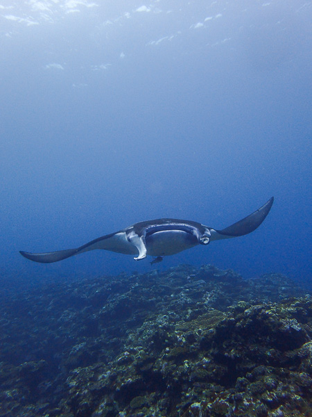 Very Friendly Manta Rays