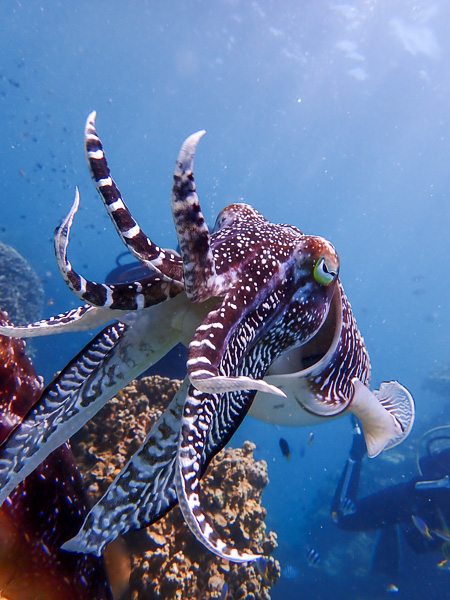 Diving with Cuttlefish