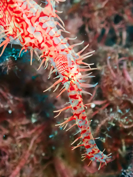 First Dives of August