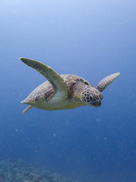 穏やかな大崎で潜る